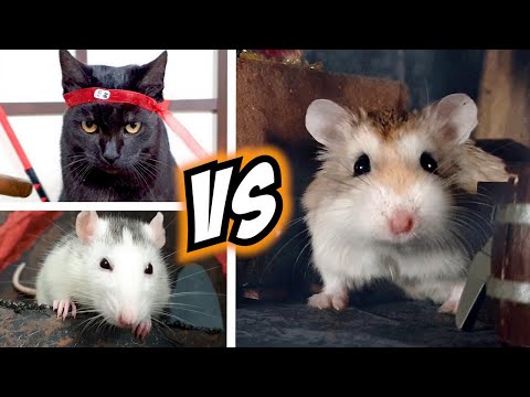 Epic HAMSTER vs EVIL CAT MOVIE with real life ANIMAL ACTORS ????????