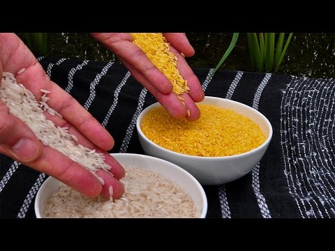 Top 10 Datos Sobre los Alimentos Modificados Genéticamente