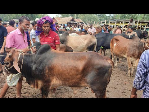 আজ ৯ জুন ২৩ | কক্সবাজারের কুরবানীর হাটে বিক্রির জন্য কেমন দা-মে আমবাড়ী হাটে ষাঁড় কিনছেন