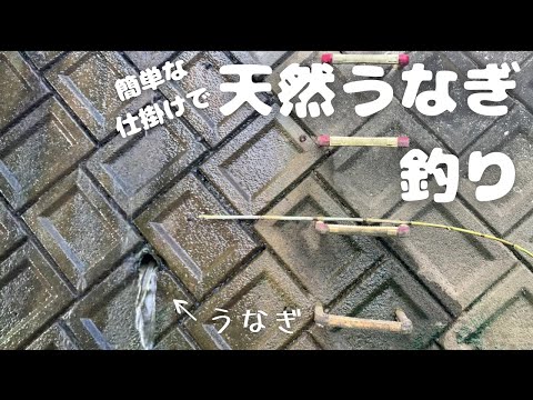 田んぼの用水路で天然うなぎが釣れた！【fishing japanese eel】