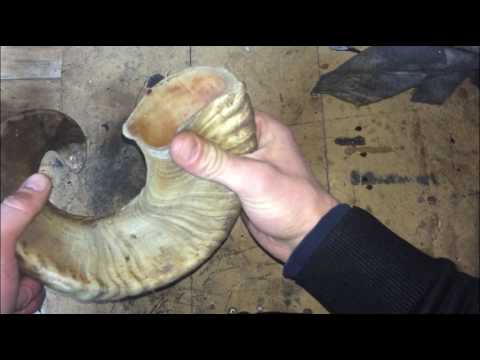 Boynuz Temizleme/Horn Cleaning