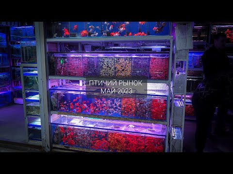 Птичий рынок май 2023