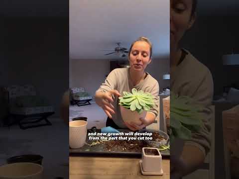 Thumbnail for How to fix a leggy (stretched) succulent? #plantcare #succulents #succulentcare