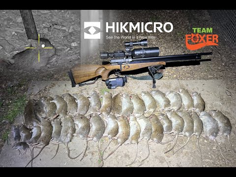 Top Ratting action in the Chicken pen