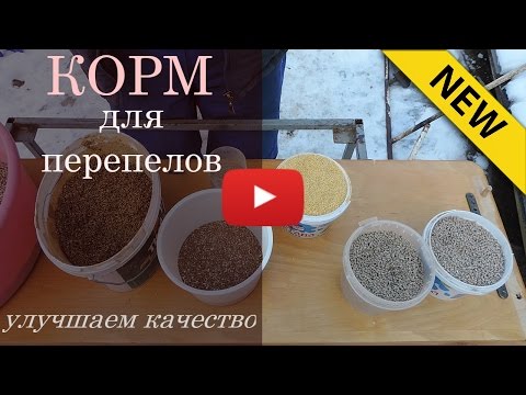 Thumbnail for Корм для перепелов - улучшаем качество