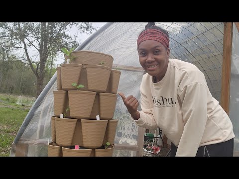 Dwarf Tomatoes - Plant Out My Greenstalk With Me | VLOG