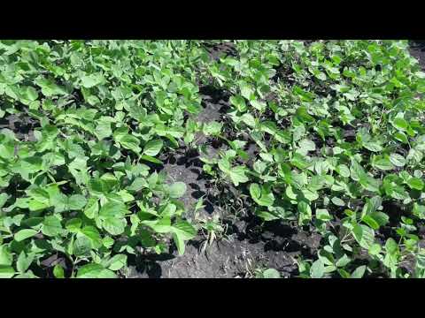 Дія дешевих пестицидів