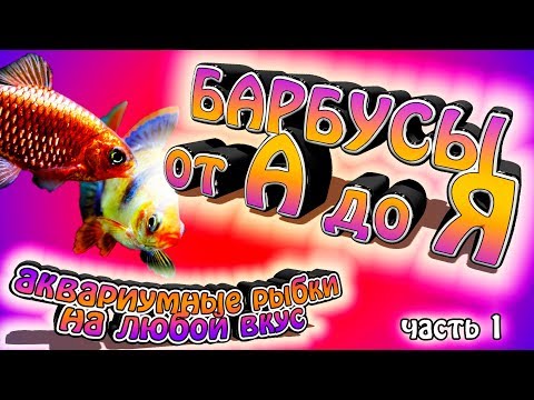 Барбусы. Аквариумные рыбки на любой вкус