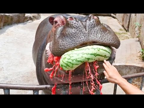 【小宝墩墩yyds】The third child is dazzling melon - Watermelon Juice Waterfall | 【河马】老三炫瓜——西瓜汁瀑布