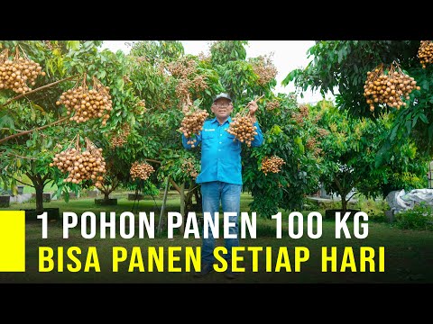 Thumbnail for Keluar Dari BUMN Dan Fokus Bertani Kelengkeng Hasil Panen Melimpah Raup Omzet Besar