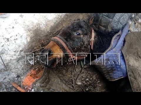 Thumbnail for Блогер, прославившийся издевательством над полицией, оказался замешан в истории с живодёрством