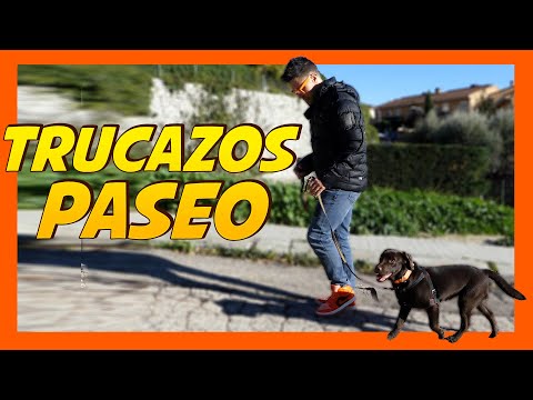 Mejora vuestro PASEO CON CORREA ???? | Consejos Adiestramiento Canino ????