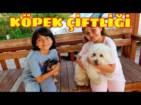 Thumbnail for Köpek Çiftliğine Gittik, Bu Köpekler Çok Tatlı. (Maltese, Cocker, Chihuahua)