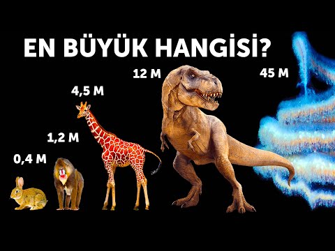 Thumbnail for Hayvanların Boy Karşılaştırması (En Büyük Canlı Balina Değil!)