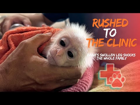 Monkey Baba’s Swollen Leg Shocks the Whole Family – Rushed to the Clinic!