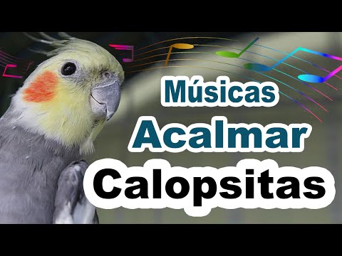 Músicas para acalmar calopsita - cantos para amansar calopsita filhote e fazer ela cantar