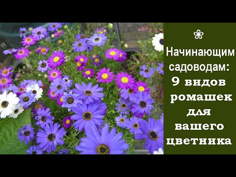Thumbnail for ❀ Начинающим садоводам: 9 видов ромашек для вашего цветника