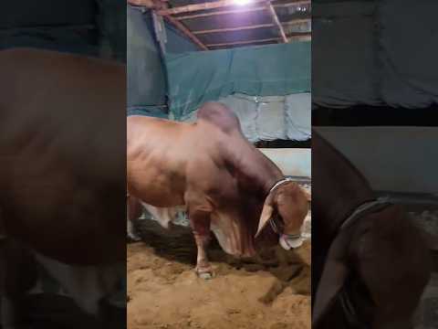 Thumbnail for Brown Rang  #shorts #t_series