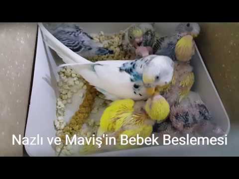 Muhabbet Kuşlarının yavrularını beslemesi