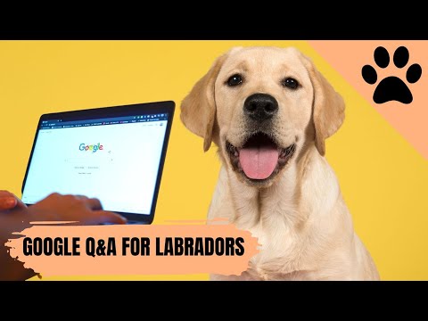 Thumbnail for Las preguntas más buscadas sobre Labradores en Google