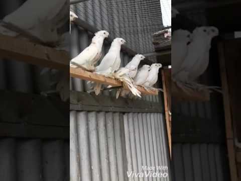 Узбекские голуби: Гульбадам.