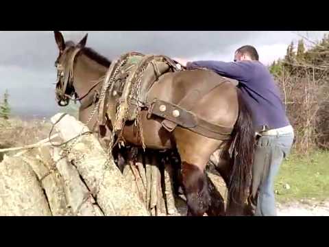 Padula -  Il Mestiere del Boscaiolo