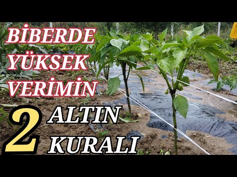 Thumbnail for Biberde Yüksek Verim Ve Kalitenin 2 Altın Kuralı
