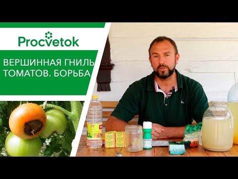 Болезни томатов - вершинная гниль. Чем подкормить томаты, огурцы, перец, баклажаны? Средства защиты.