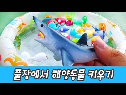 한국어ㅣ풀장에서 해양동물 키우기!! 어린이 동물 만화, 해양동물 이름 외우기ㅣ꼬꼬스토이