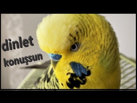 AŞKIM CiCi KUŞ AŞK BABACIK KUŞUM AŞKUŞUM OĞLUŞ ÖPÜCÜK CiCiM | Muhabbet kuşu sesi dinlet konuşsun