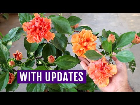 Thumbnail for My No. 1 Secret to FORCE Hibiscus to Bloom