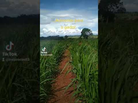 Lavoura de CAPIAÇU, viabilizando a pecuária no Brasil...@Inspiracao53