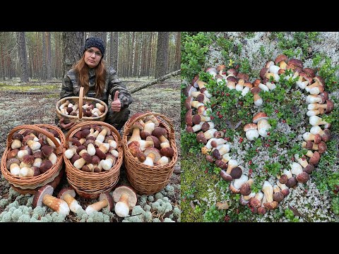 НЕТРОНУТЫЙ ЛЕС, ЗА 3 ЧАСА МАШИНА БОРОВИКОВ! ЛУЧШАЯ ТИХАЯ ОХОТА В ЭТОМ ГОДУ НА БЕЛЫЕ ГРИБЫ