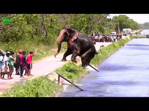 Faith in Humanity restored. An elephant stucked by a canal saved by humans