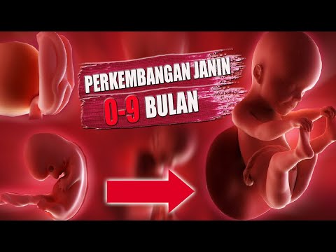 Ternyata Seperti Ini ! Proses Perkembangan Janin 0 - 9 Bulan Dalam Kandungan | Inspirasi Kesehatan