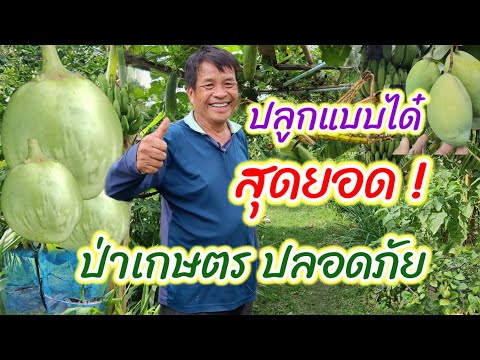 สร้าง ป่าเกษตรแหล่งอาหารปลอดภัยอย่างไร ให้อุดมสมบูรณ์  ครูต้นแบบเศรษฐกิจพอเพียงอำนาจเจริญ