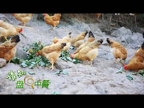 Thumbnail for 这里养鸡喂桑叶！颠覆传统的新饲料竟然能让蛋清变绿？快来智能鸡蛋工厂一探究竟！丨「谁知盘中餐」20230405