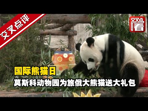 国际熊猫日 莫斯科动物园为旅俄大熊猫送大礼包