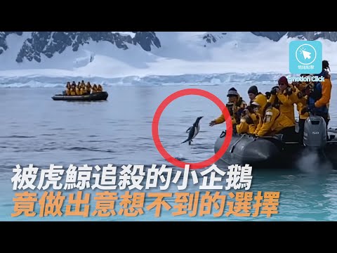 Thumbnail for 南極企鵝為躲避虎鯨圍捕 為逃過死劫 竟做出意想不到的選擇