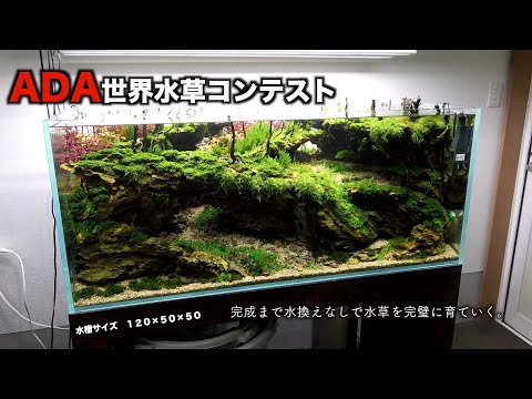 ADA世界水草コンテスト 立ち上げからリセットまで水換えなしで水草レイアウトを楽しむ。後編