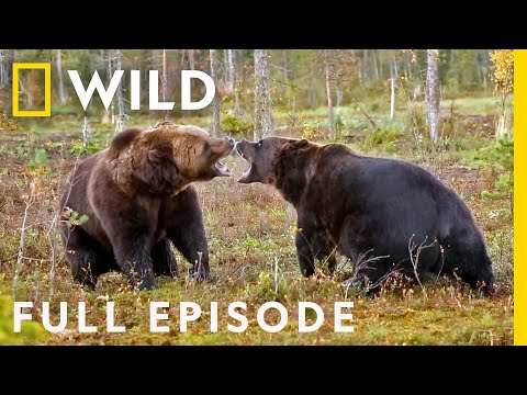 Thumbnail for Enemy Within: The Battle for Survival (Full Episode) | Animal Fight Night