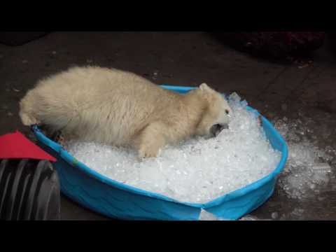 Thumbnail for Polar bear plays in kiddie pool filled with ice