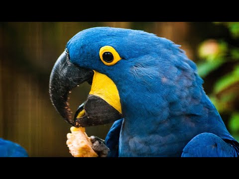 Thumbnail for ANIMALES AL NATURAL - AVES | Sever Documental