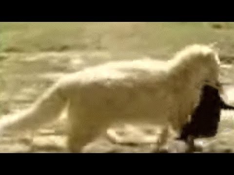 Thumbnail for Эта кошка воровала соседских щенков, вскоре они поняли почему