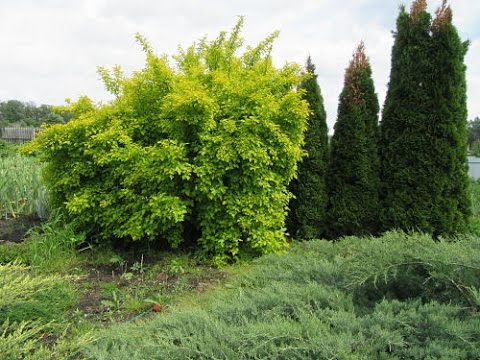 Лечение туи от грибка и обморожения. Как я спасаю туи после обморожения и от грибка