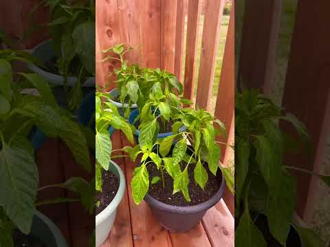 Home Garden! Gardening is such a fun activity! Peppers, dill, pumpkins ????????