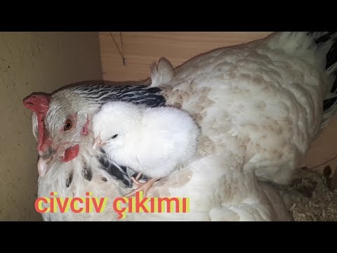 Thumbnail for Gurk tavuğumuzun 21 . Gün civciv çıkımı