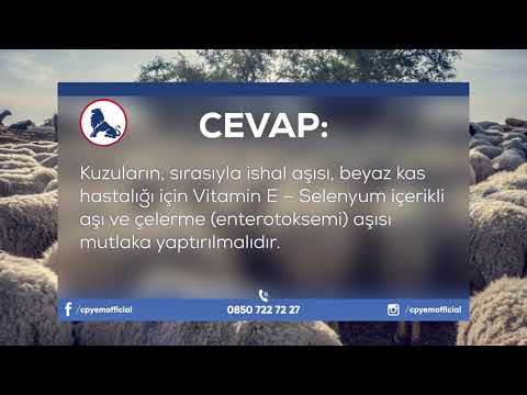 CP YEM - KOYUN, KUZU YETİŞTİRİCİLİĞİ / SORU 10 - KUZU DOĞDUĞU ZAMAN ÖNCELİKLE NELER YAPILMALIDIR ?