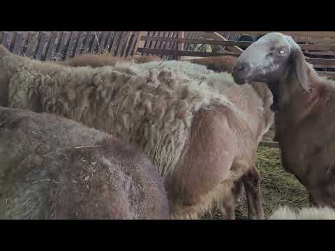 Thumbnail for Ответы на вопросы. Минусы овчарни.. Выбор времени окота, кормление и содержание.