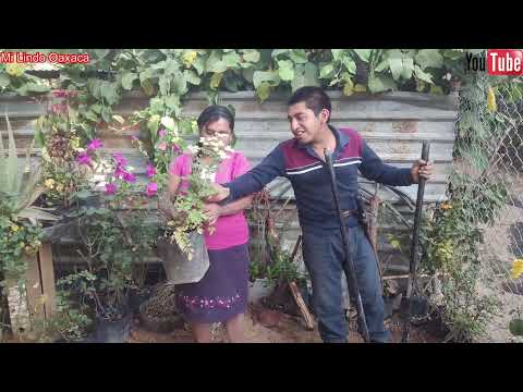 Así sembramos hermosas flores para adornar nuestro jardín ????